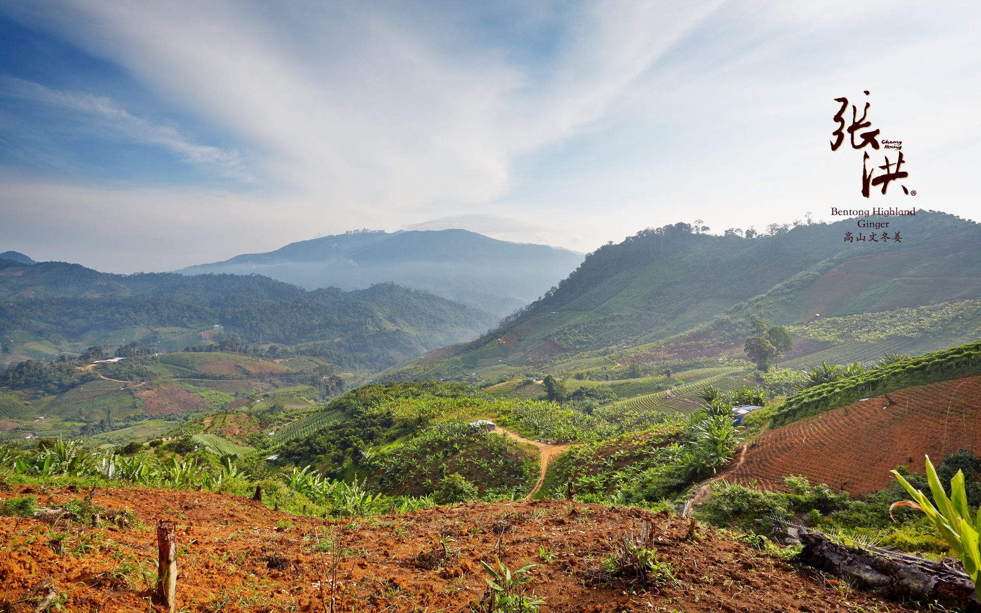 Bentong Ginger Highland Farm